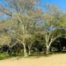 InterNations Pretoria: Spring Picnic under the Fever Trees
