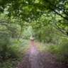 Running in the Forest