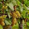 Wine Tasting Featuring "Furmint" Variety of FIVE COUNTRIES
