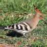Any Bird Photographers Around?