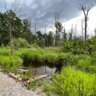 Morning Hike through Kampinoski Park Narodowy