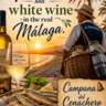 White Wine and Fish in the Real Málaga 