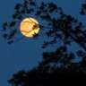 Guru Purnima an Event of Music & Meditation 