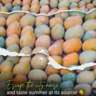 🍋 Mango Harvest Trip – Ismailia Experience-One Day