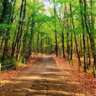 Hike in Belgrad Forest