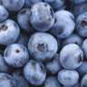 Lets Collect Blueberries! 🫐