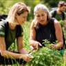 Wild Plants, Tea and Their Effects