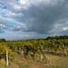Wines Tasting in Romagna