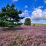 Annual Hiking in the Lüneburger Heide