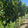 Weinwandern, Stadtwanderweg 5