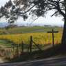 Kahlenberg Nature Walk, Sturm and Young Wine