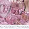 All in Pink - Free Exhibition With Guided Tour in German