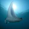 Scuba and Snorkeling Enthusiasts Meet-Up