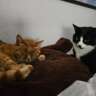 Figaro & Susanna