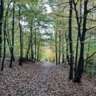 Rain or Shine, A Walk in the Woods Is Best
