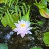 InterNations Pretoria: Refreshing Sunday Brunch in A Nursery