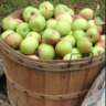 Apple Picking Lunch and Wagon Ride