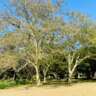 InterNations Pretoria: Festive Picnic under the Fevertrees