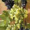 Harvest & Heritage: Neo Risio Grape Festival