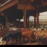 A Monday in the Stockyards
