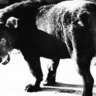 Photo Exhibition : Daido Moriyama
