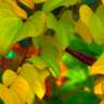 Award Winning Sustainable Garden - Open Day