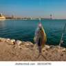 Fishing Spree
