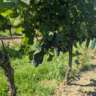 Thallern Gumpoldkirchen Baden - Walk, Wine, Dine Gansl- Train