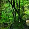 Green Brussels Hike III - 10k