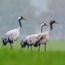 Crane Spotting in Linum