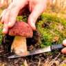 Hunting Mushrooms in Oberursel