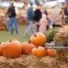 Early Fall Festival