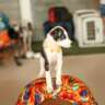 Paws, Poses & New Friends: Puppy Yoga for a Cause