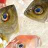  Fish-Cooking Class "Butter Bei Die Fische" 🐠IN GERMAN!