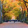 50 NYC Landmarks: Central Park Foliage (19)