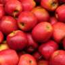 Lincoln Square Apple Fest