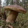 Mushroom Hunting at Binger Wald