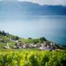 Vineyard Visit, Sabering Sparkling Wine, Fondue Dinner in Lavaux