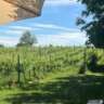 Viennese Vineyards