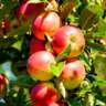 Lets Pick Apples! 