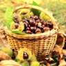 Picking Chestnuts in Meudon Forest - 8 Km on Foot