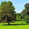Brussels Park Guided Tour