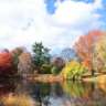 Fall Foliage Walk & Pastries 