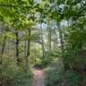 Sunday Walk on Kahlenberg