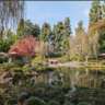 Chrysanthemum at Earl Burns Miller Japanese Garden