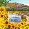 Walk through Sunny Sunflowers