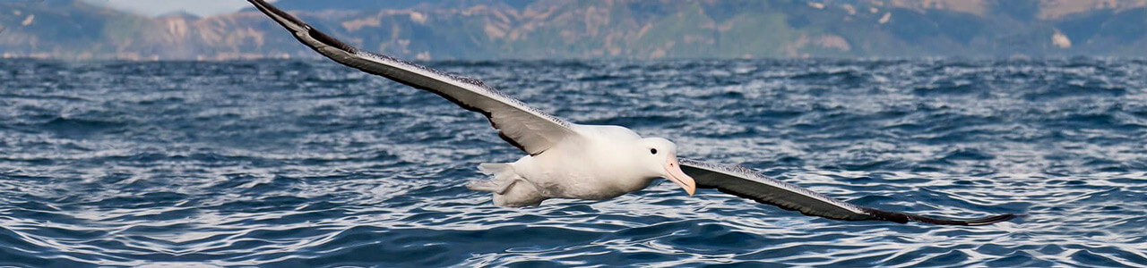 Internations-albatross mood image